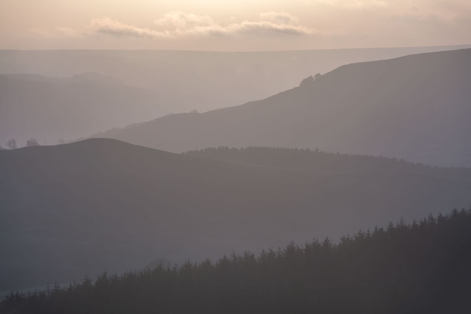 scree tree and layered mist