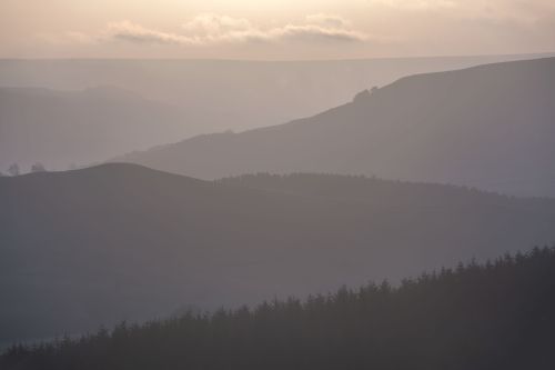 scree tree and layered mist
